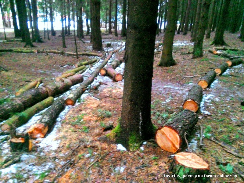 Боровляны: местные жители против вырубки леса